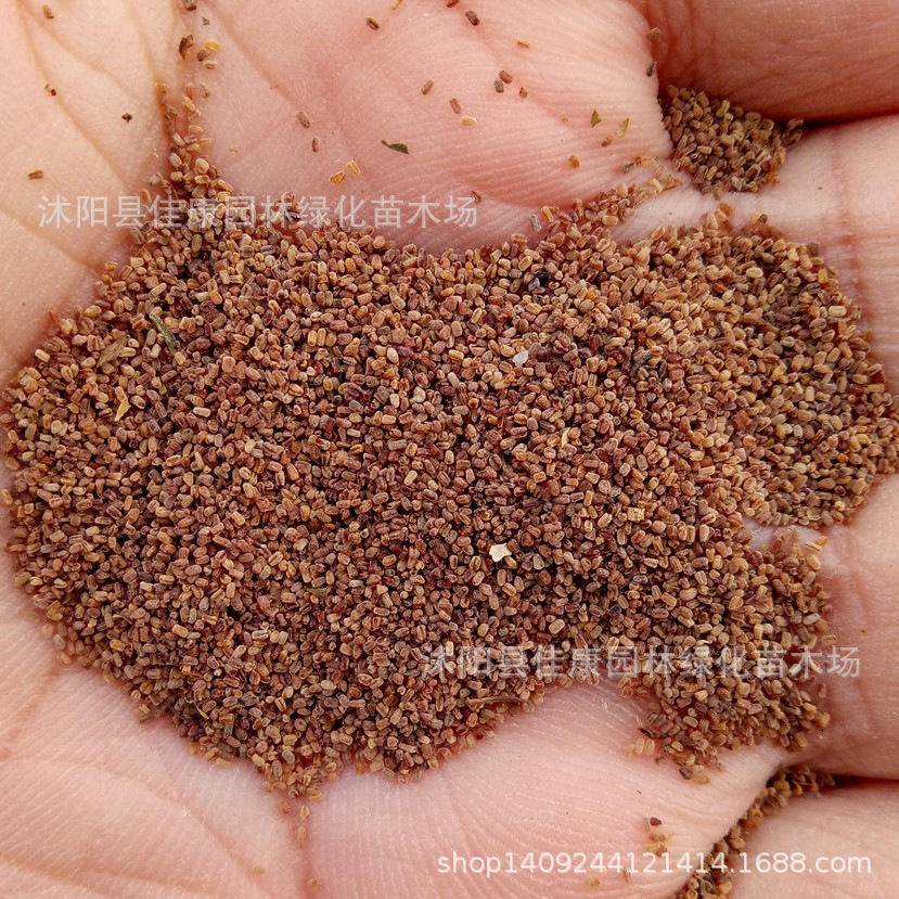 毛地黄种子 自由钟 洋地黄种子 指顶花 吊钟花种子 1件=1斤