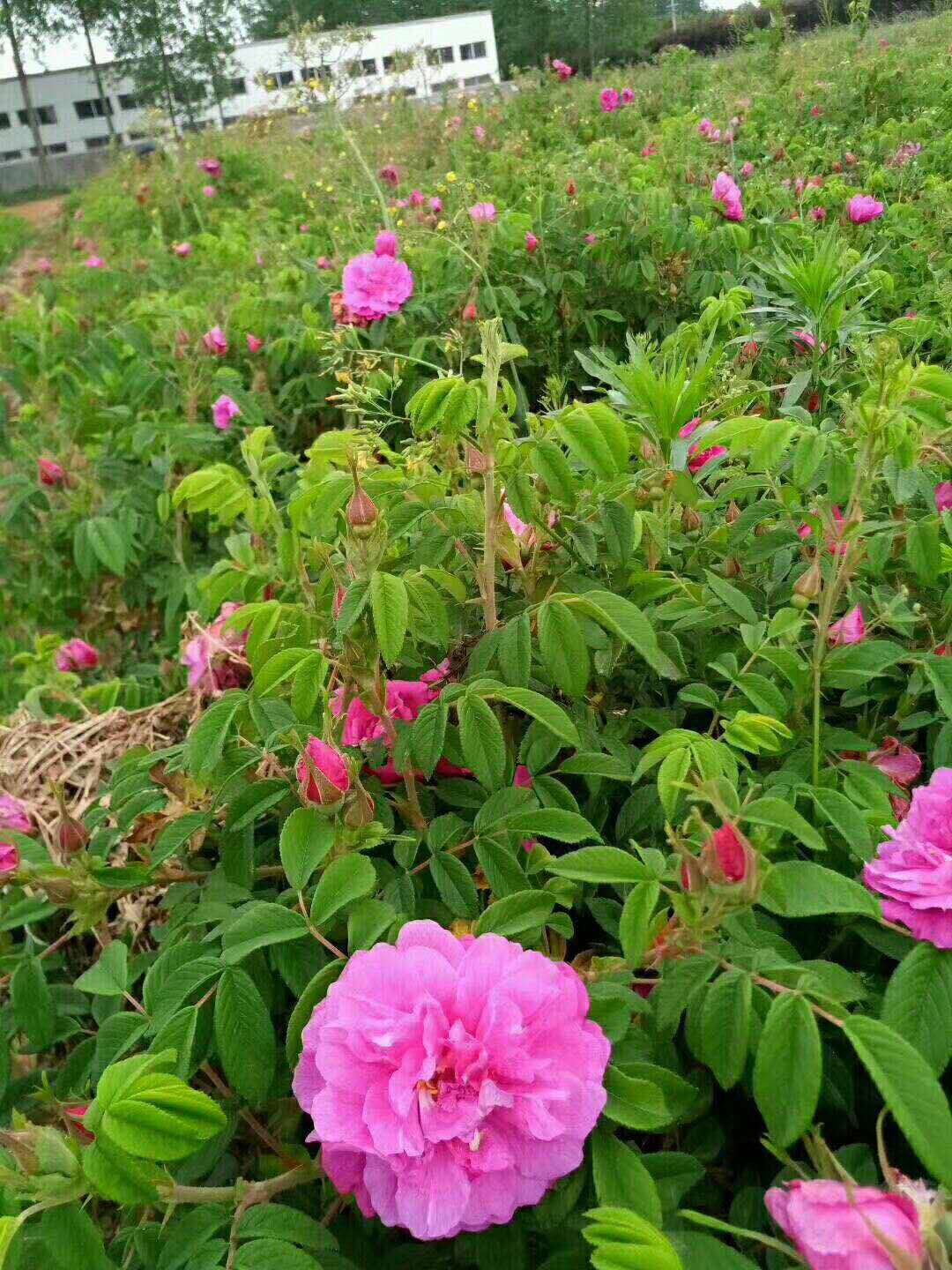 基地直销 食用金边玫瑰苗 滇红苗 墨红苗大马士革苗 量大从优