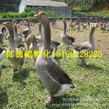 视频v视频优质郎德饿苗可预定风来鹅苗南宁绿色养朗德鹅郎德厂家等图片