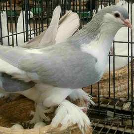 拉合尔鸽子价格 美河马 蓝色拉合尔鸽 黄拉合尔青年鸽 观赏鸽批发