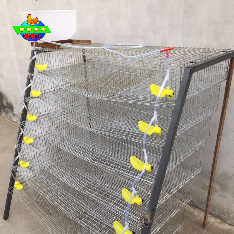供应批发 鹌鹑养殖笼 自动料筒 育雏普拉松饮水器