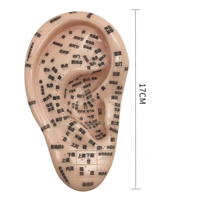 丰帆17cm耳部针灸模型家用刻字耳穴模型耳朵多穴位耳按摩经络耳模