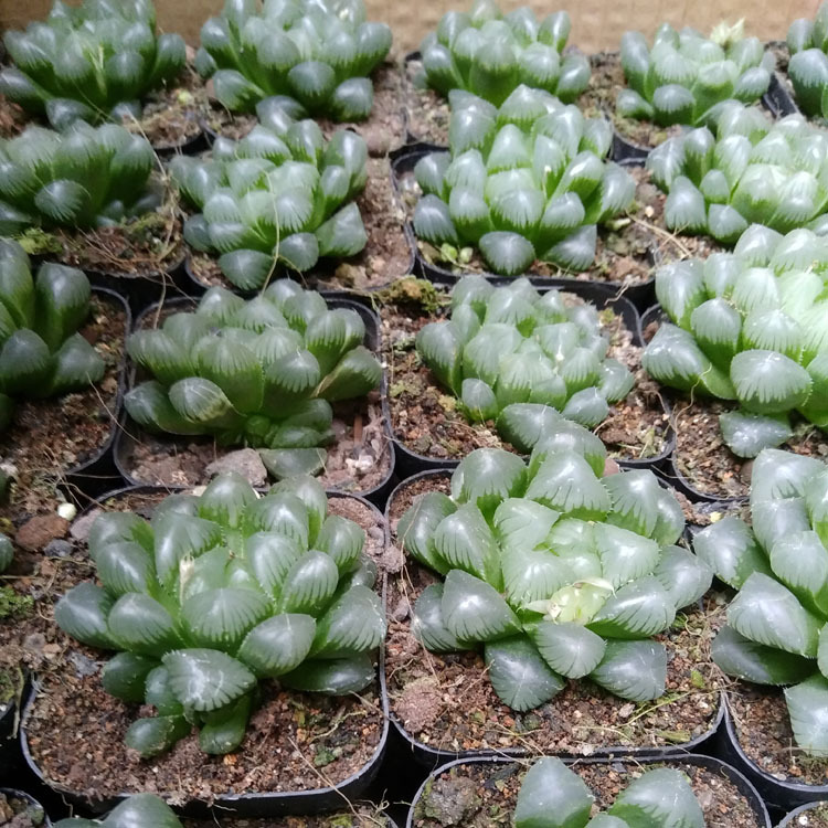 漳州多肉植物批发 约3-4cm 姬玉露 裸根 肉肉花卉绿植盆栽园艺