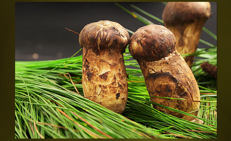 云南新鲜野生松茸菌菇3-9cm 500g一件代发批发1斤装