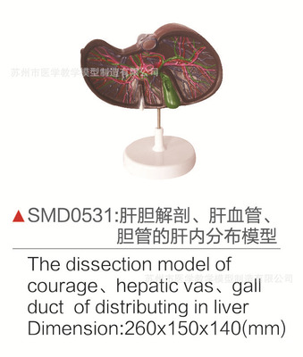 smd0531肝胆解剖,肝血管,胆管的肝内分布模型