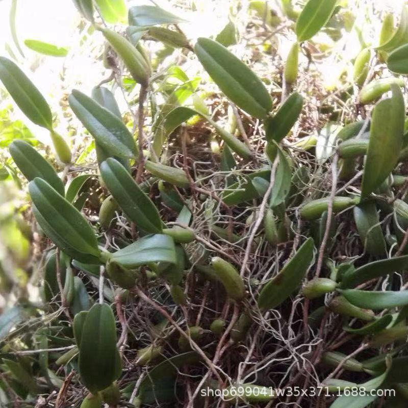 单叶石橄榄石仙桃石虾石上莲石穿盘现摘生鲜产地批发