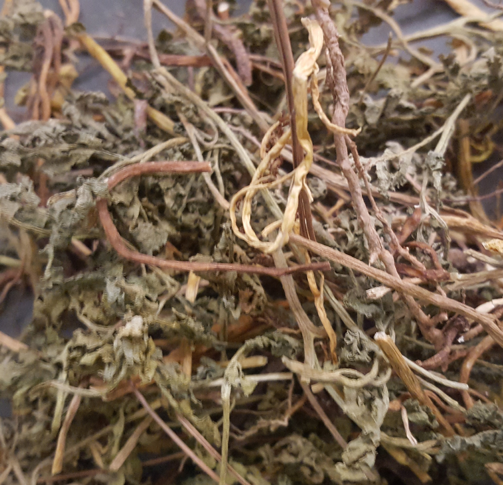 中药材小春花蛇不见独脚金鸡一朵云 阴地蕨破天云