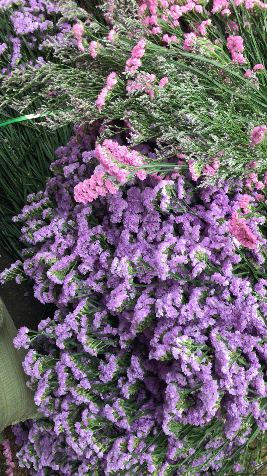 云南昆明15元模式称斤勿忘我鲜花 地摊热卖勿忘我水晶草情人草