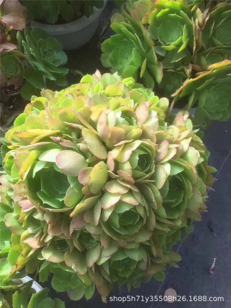 9966大棚限时批发多肉植物盆栽 柠檬韶羞法师老桩冠幅30cm左右发