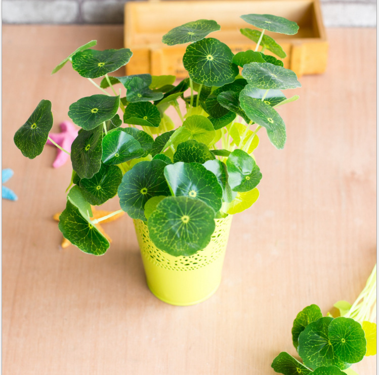 小小金钱叶绿色植物带须12头荷叶 小荷叶手感小荷叶高仿真植批发