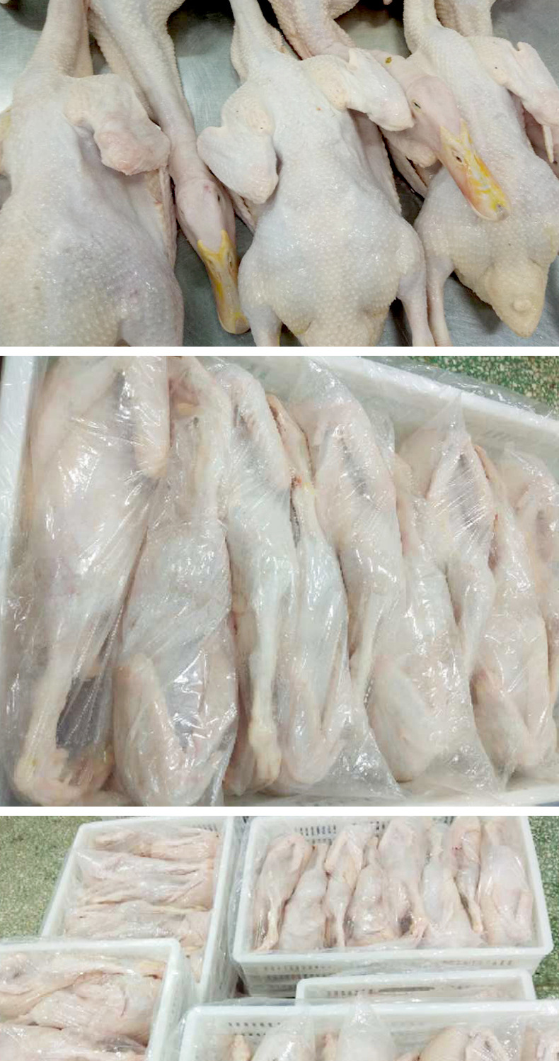 自然养殖的鸭子散养的新鲜鸭子嚼劲不油腻肉质紧实q弹