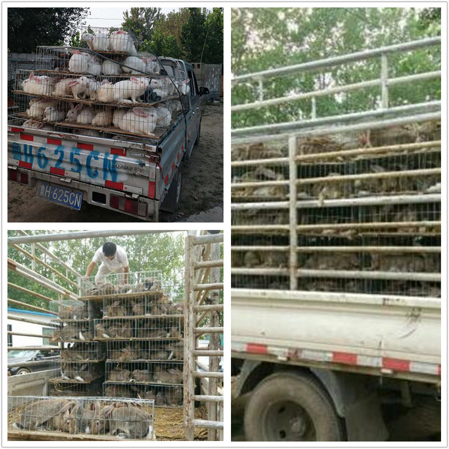 先养后结账 上门回收出售上海肉兔欢迎咨询比利时兔和种兔价格