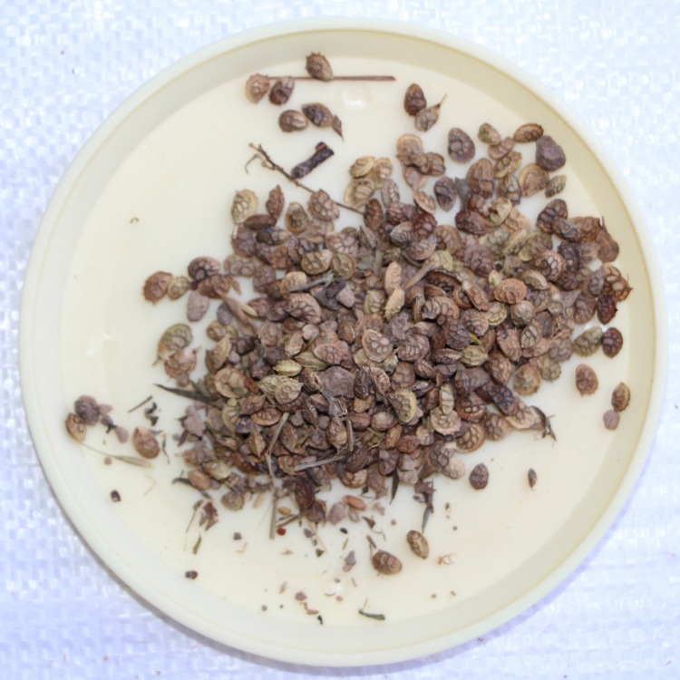 供应牧草种子 红豆草种子 又称牧草 驴食豆发芽快