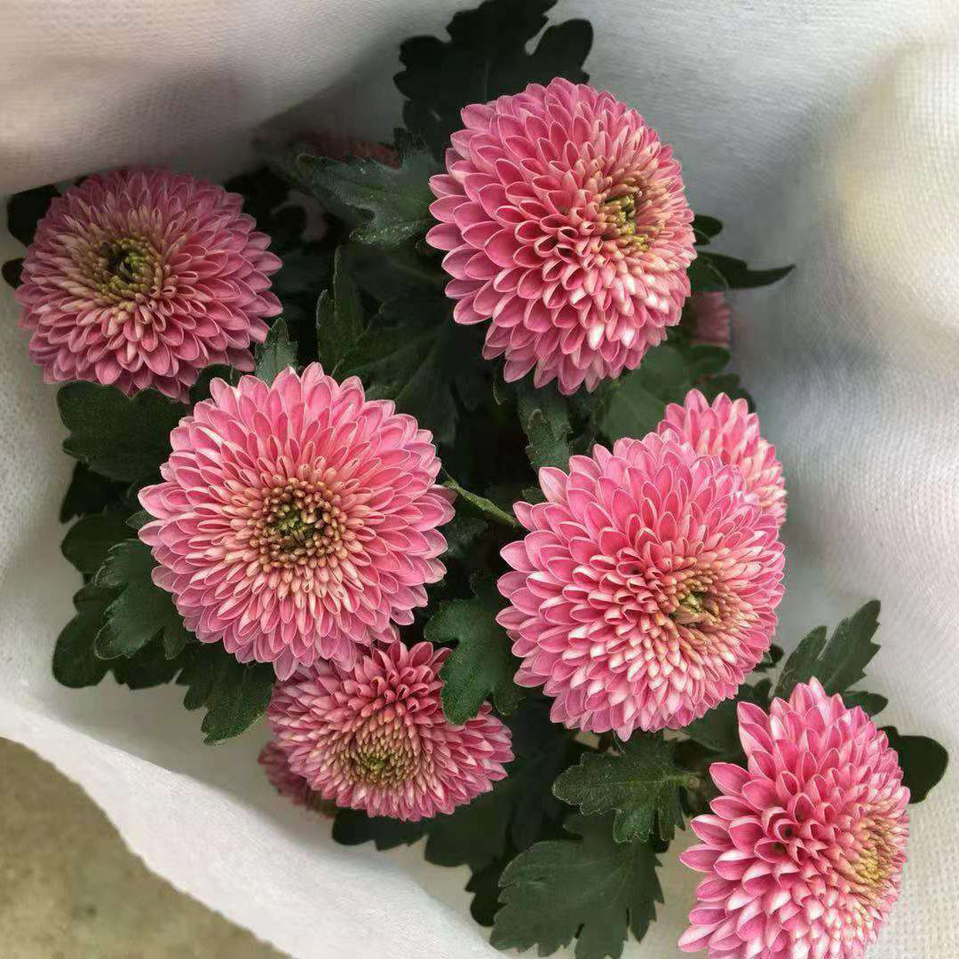 植物品名:140乒乓菊     24盆/箱   颜色随机