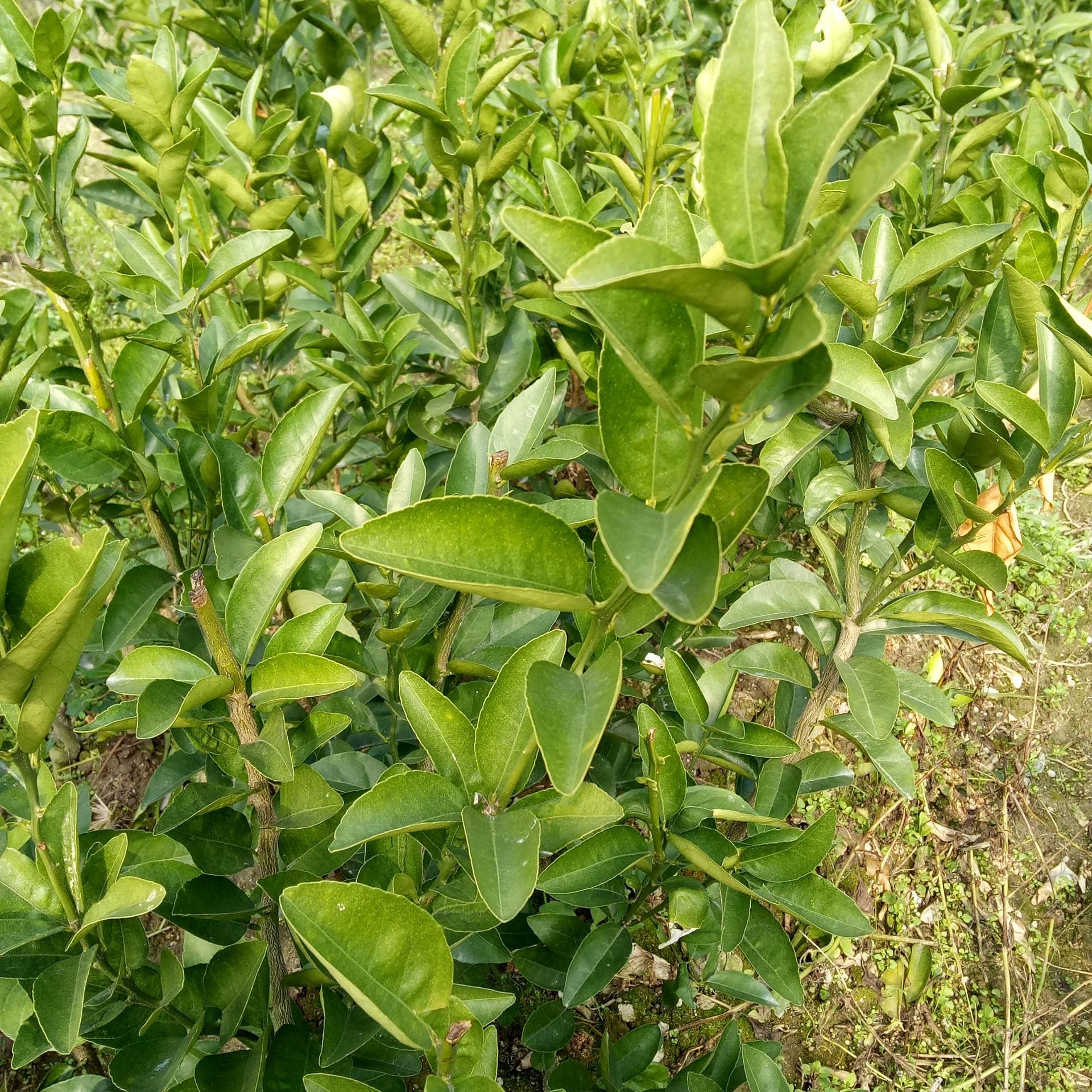农场大量批发现挖水果苗台湾茂谷柑苗福建茂谷柑果树苗量大包邮