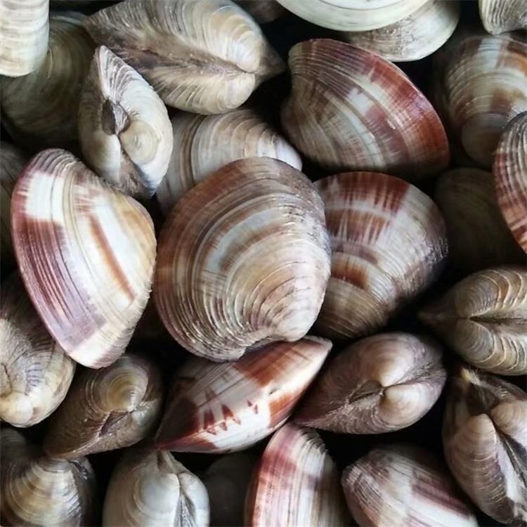 海鲜水产批发 鲜活虎皮贝美贝海捕鲜活贝类花甲蛤蜊 餐饮食材供应
