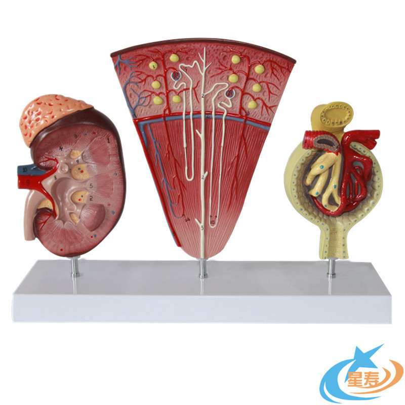 星寿品牌人体肾脏模型肾单位模型肾小球模型泌尿系统模型医用高端
