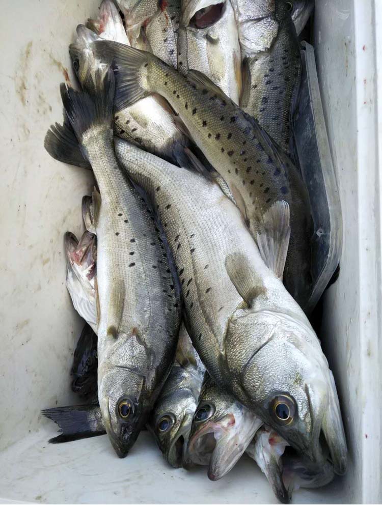 海鱼开口诱黑鲷钓鱼小药乌头鲻鱼饵料梭鱼诱食剂鲈鱼路亚海钓小药