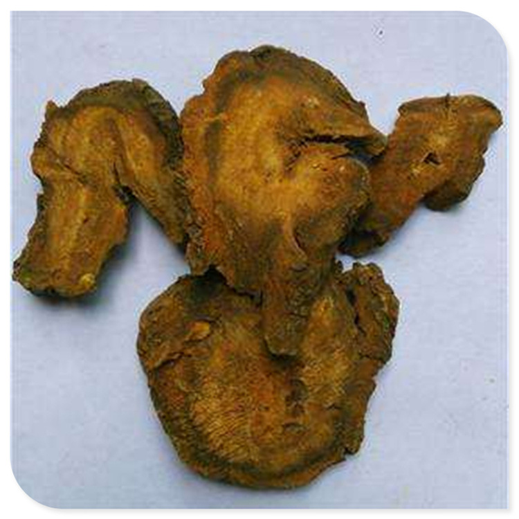 供应土大黄 金不换 血三七 羊蹄根散装 批发亳州中药材