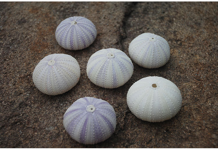 小海胆紫海胆空气凤梨 天然海胆壳 婚礼地台书桌橱窗摆件拍照道具