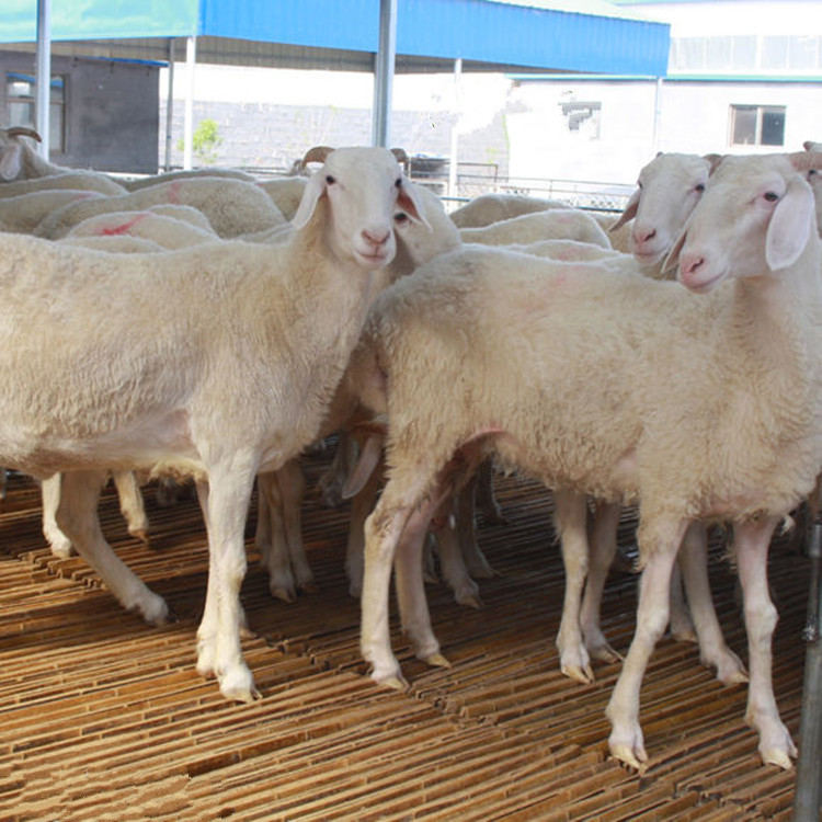基地推广牛羊品种有纯种波尔山羊,杂交波尔山羊,白山羊,奶山羊,黄羊