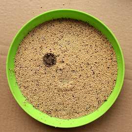 批发牧草种子 美国籽粒苋种子千穗谷适口性好 营养丰富