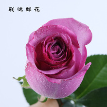 【冷美人玫瑰花】云南斗南 鲜花批发直供居家婚庆装饰紫色玫瑰