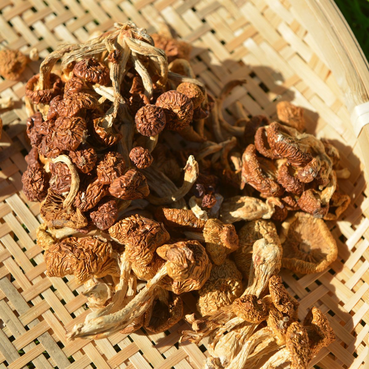 供应自然山珍70g密封包装滑子菇