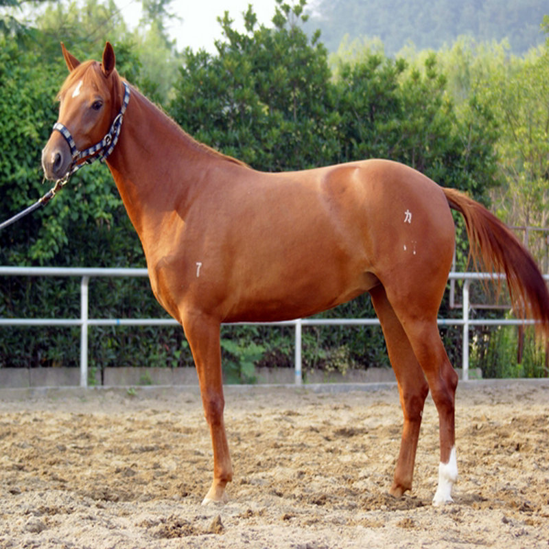 纯种混血马价格-伊犁马驹-河曲小马-三河成年马-半血马种马场