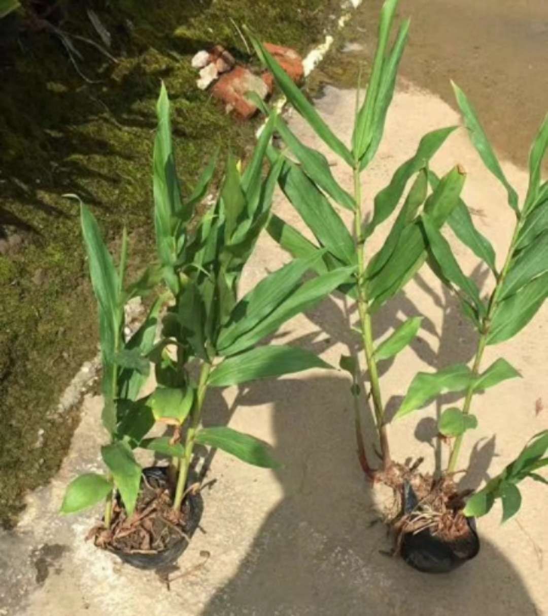 苗圃直销 艳山姜 种苗批发 姜花