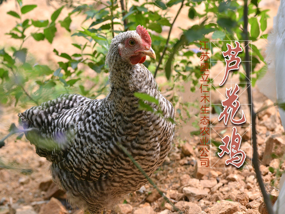 芦花鸡种鸡 原种芦花鸡 黑白芦花鸡菜花鸡 产蛋期母鸡批发