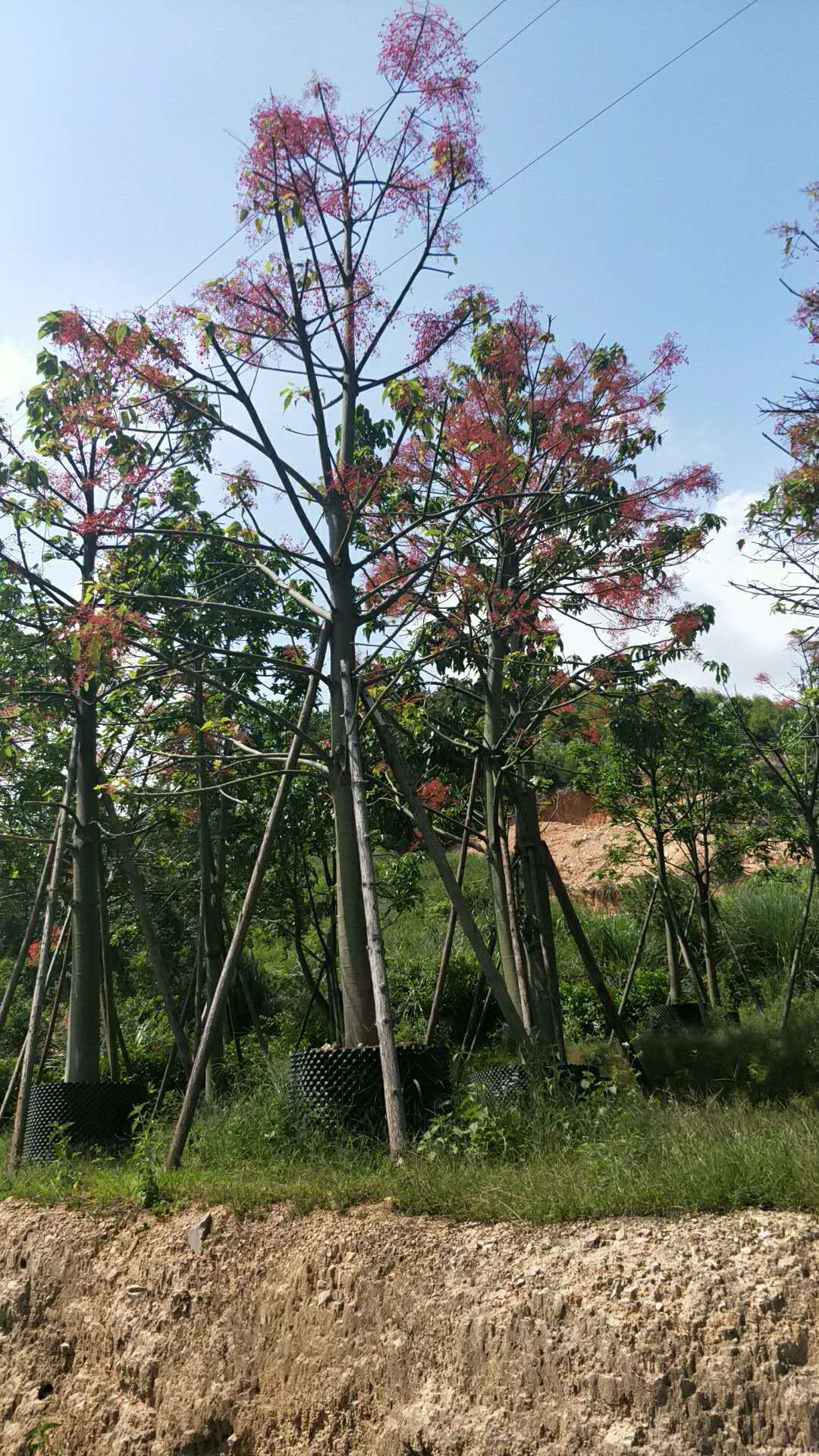 精品澳洲火焰木 全冠澳洲火焰木 火焰木苗多种规格 移植苗袋苗