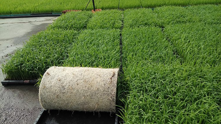 绿壮 厂家直销50l大包装水稻育苗基质家庭农场种植大户机插秧育秧基质