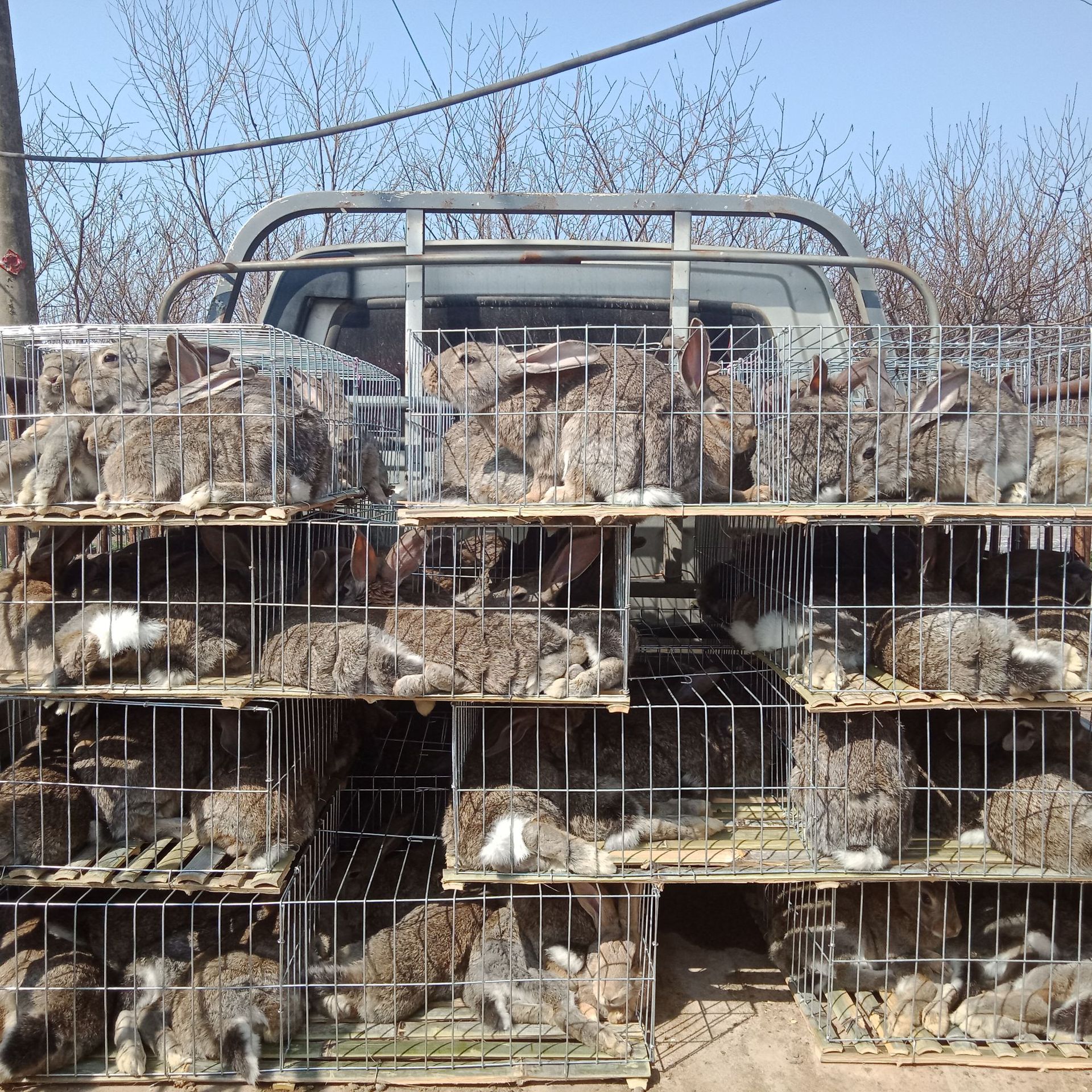 新西兰肉兔几个月出栏 伊拉兔价格 肉兔二十多斤什么品种-阿里巴巴