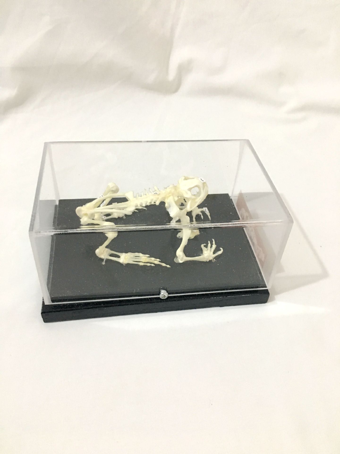 蛙骨骼标本 蟾蜍骨骼标本 43108教学演示中学生物青蛙骨骼标本