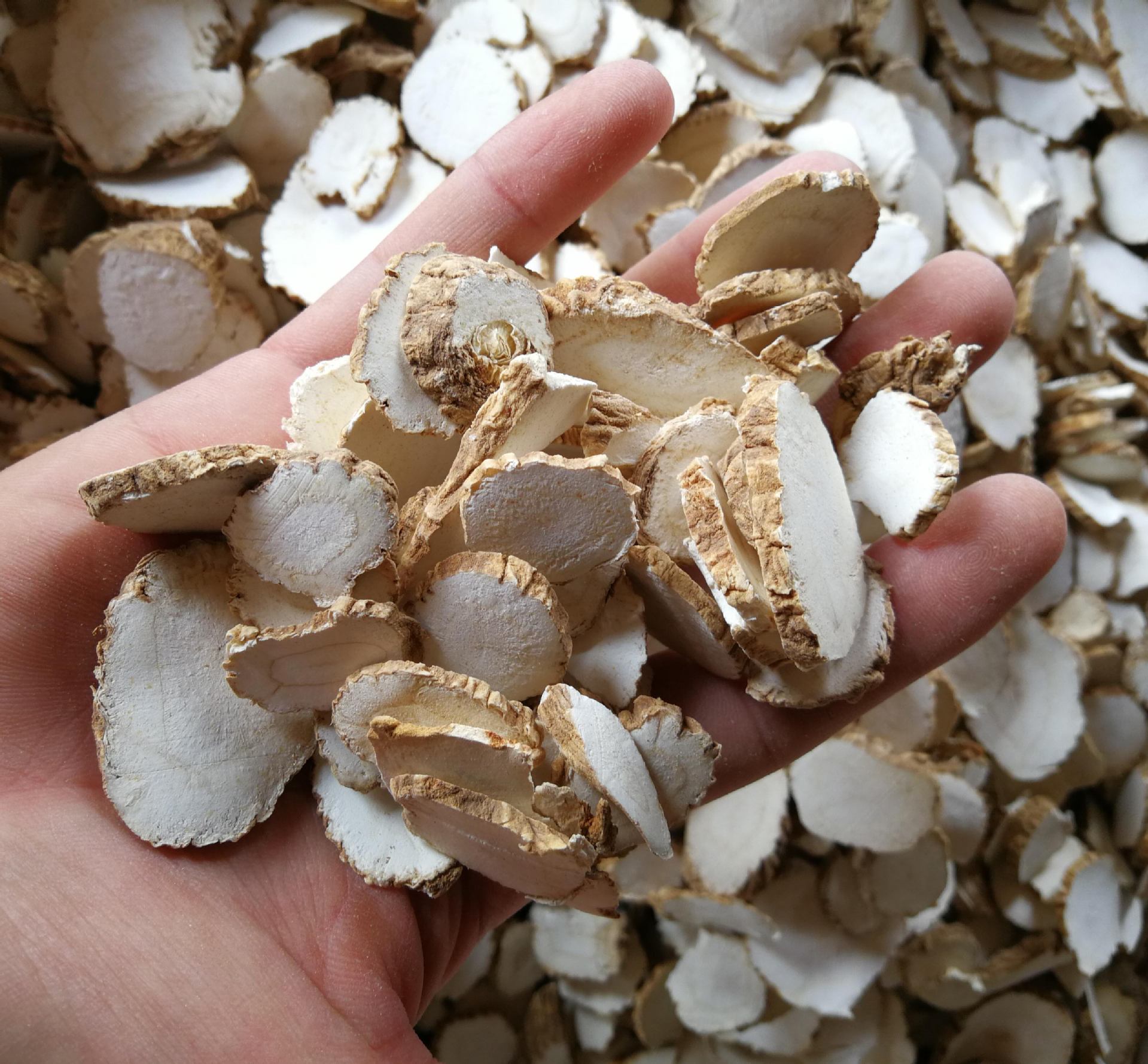 供应中药材白芷 白芷片 香味调料精选白芷整个片 量大从优白芷