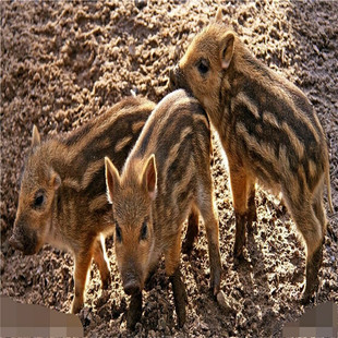 贵州山林放养的野山猪出售 一代野猪苗活体2018年市场价格多少