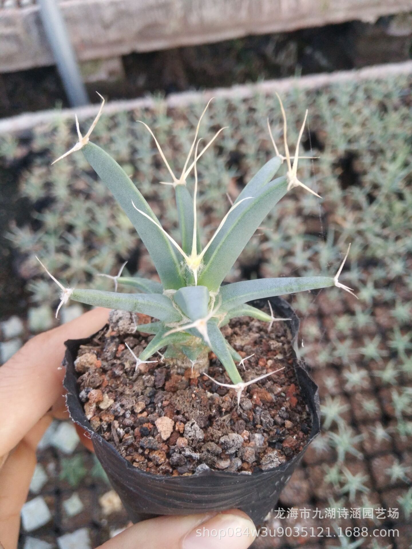 四大名球之一,光山实生5-6m仙人掌仙人球批发办公室内绿植盆栽