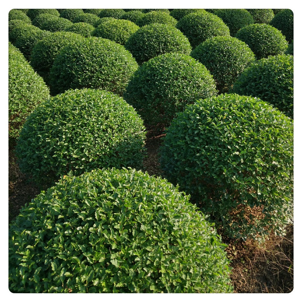 金禾女贞球 水生植物水生灌木 园林绿化常绿乔木批发小灌木-阿里巴巴