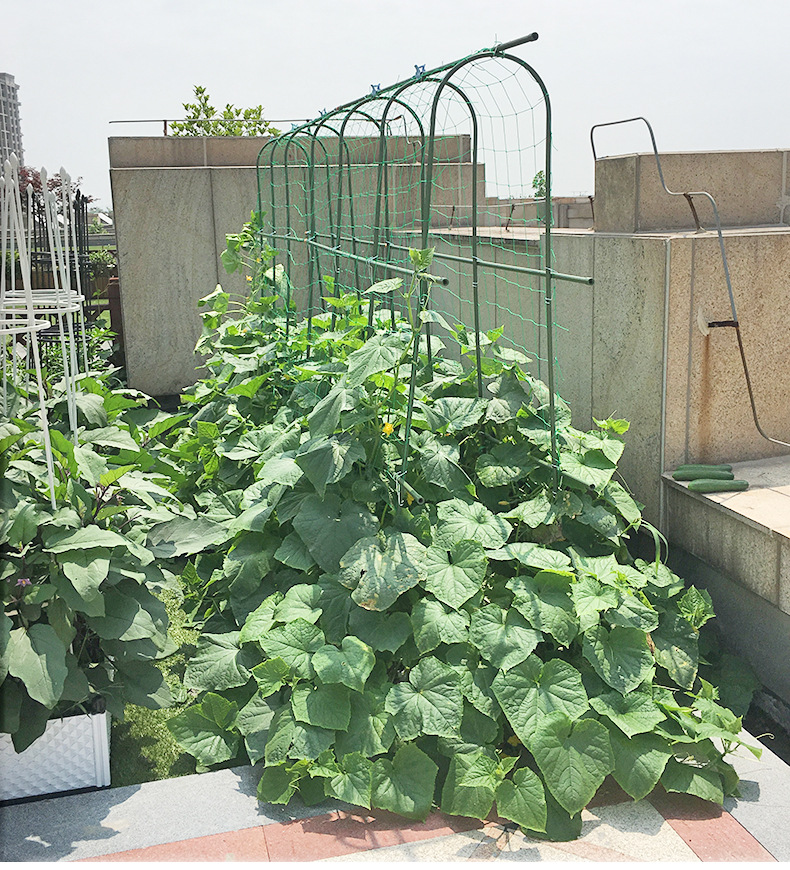 爬藤架园艺支架葡萄架黄瓜豆角拱攀爬形植物支架户外盆栽地插架子