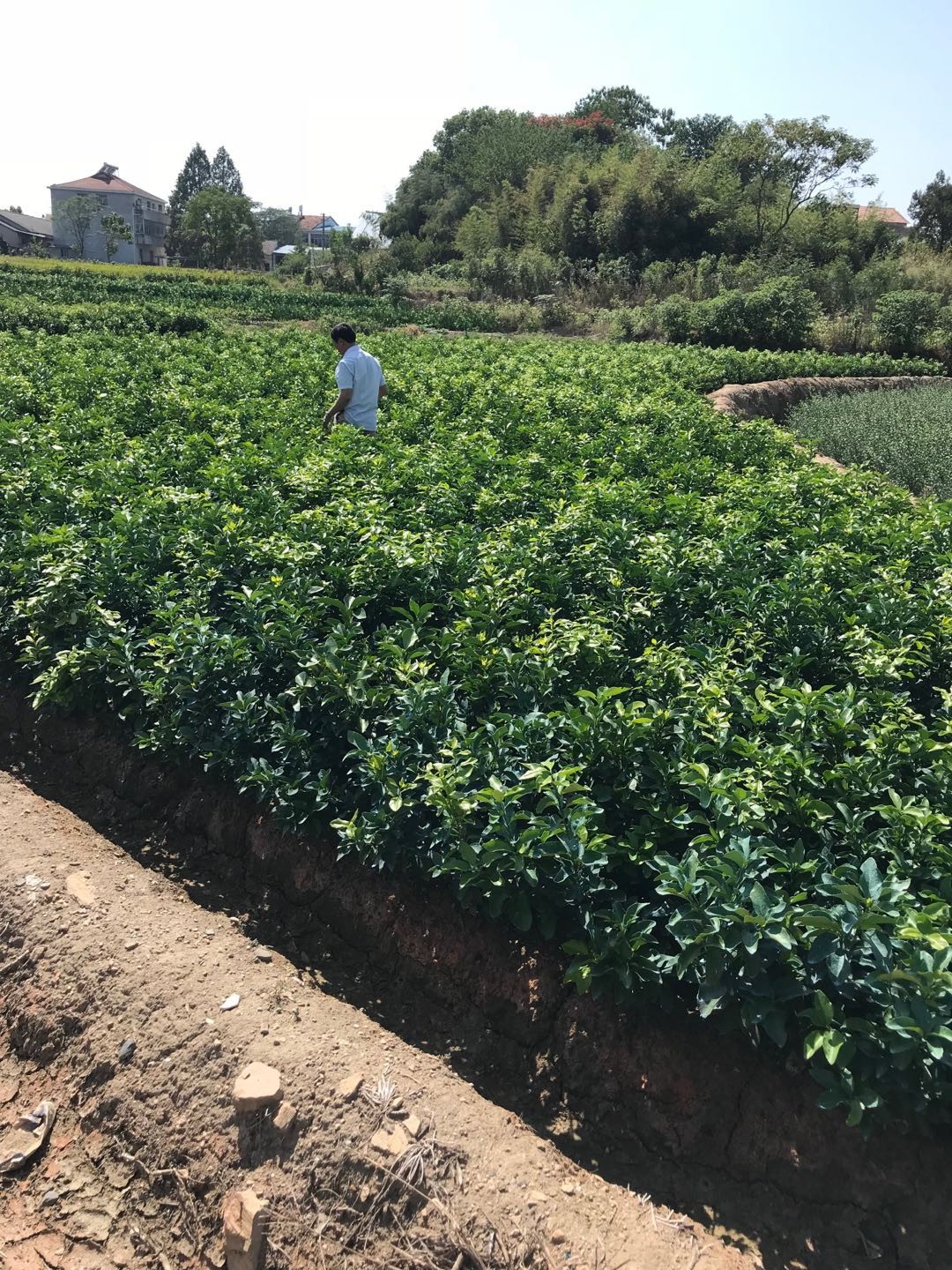 湖北果树苗批发金秋特早熟沙糖桔苗无核砂糖桔苗 湖北黄冈-食品商务网