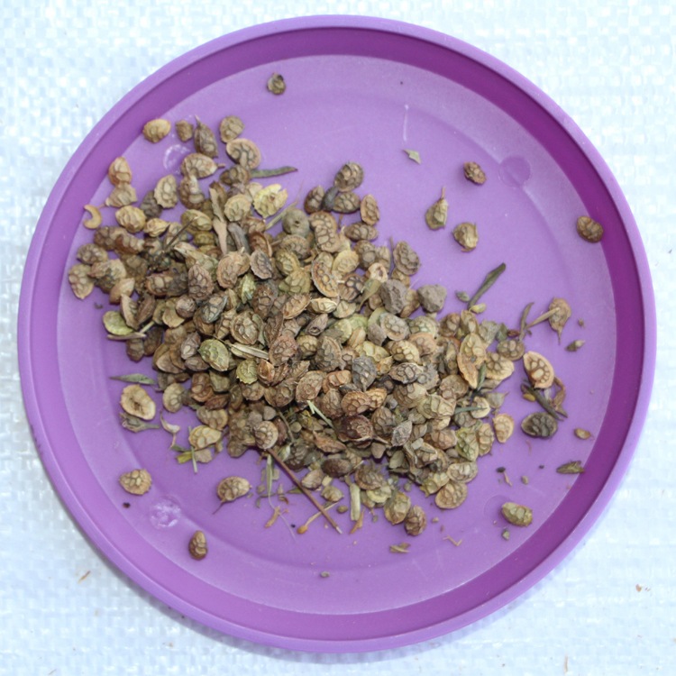 供应牧草种子 红豆草种子 又称牧草 驴食豆发芽快