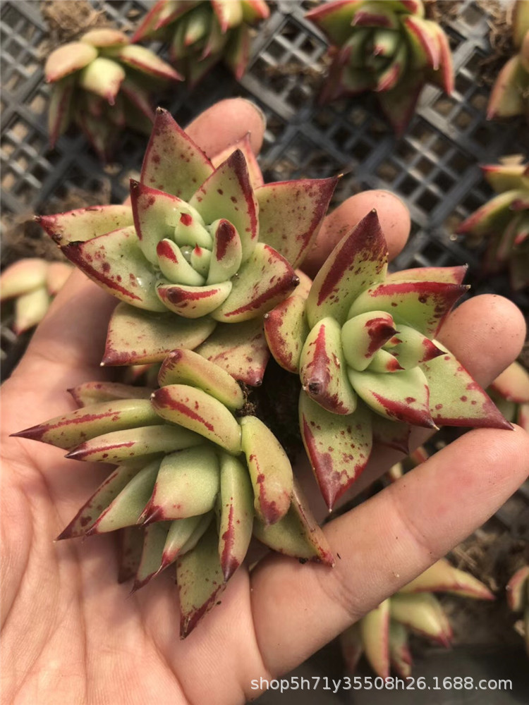 738多肉植物大棚批发露养黄皮乌木单头3-4cm品相实拍裸根多肉品种