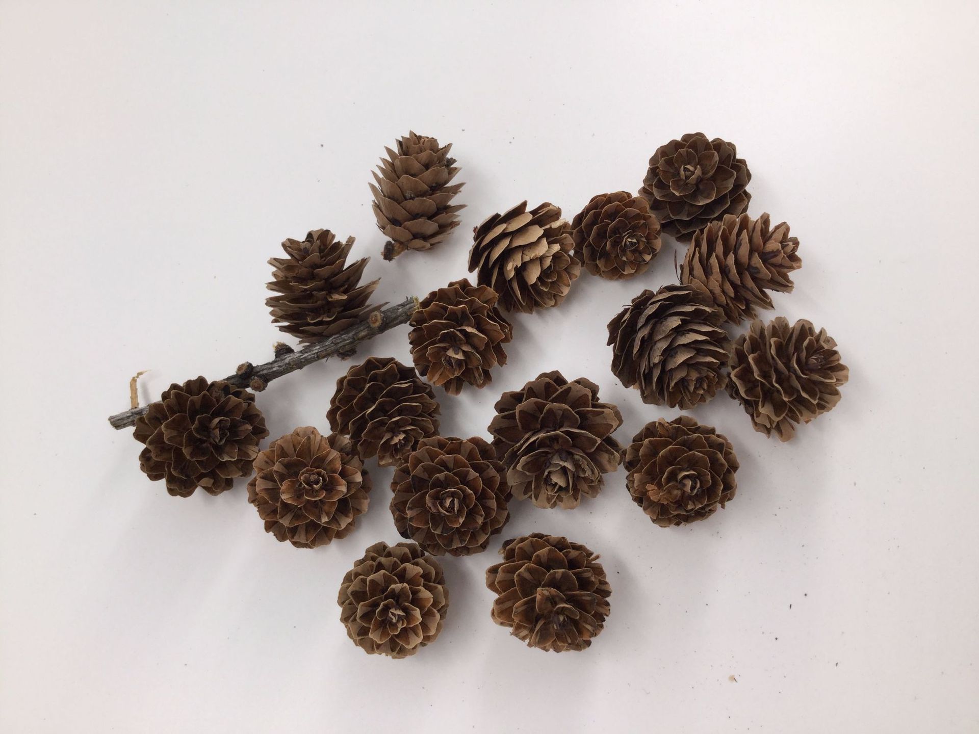 产地供应大小兴安岭落叶松果 圣诞礼品家居装饰品工艺品原材料