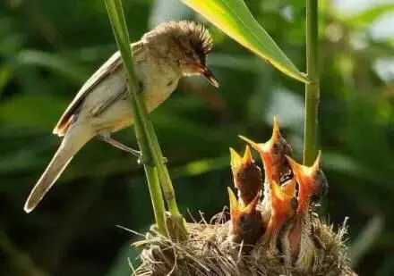 劝君不吃三月鲤,劝君莫打三春鸟,护生者护心也