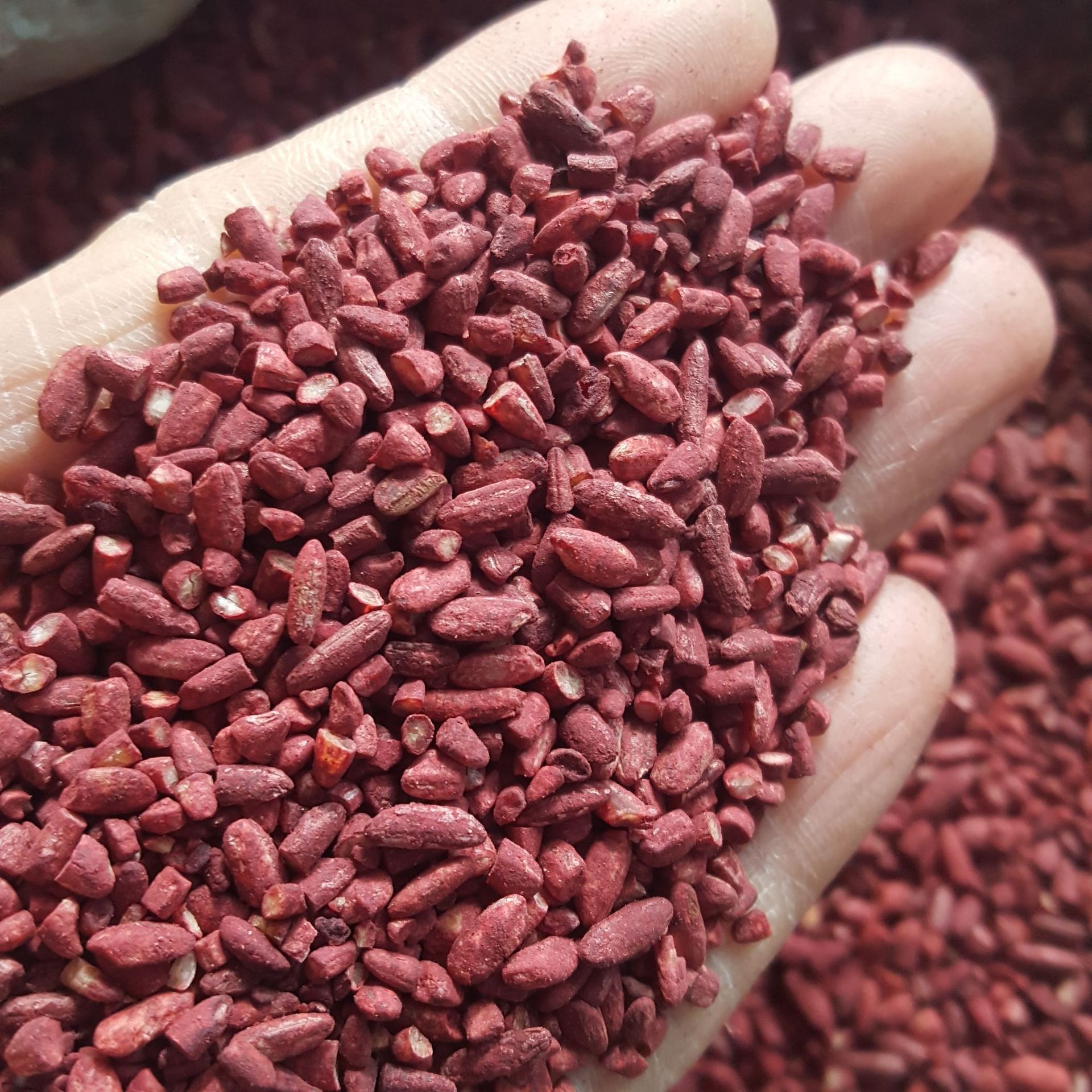 中药材 红曲米 红曲 赤曲 红米 大货供应