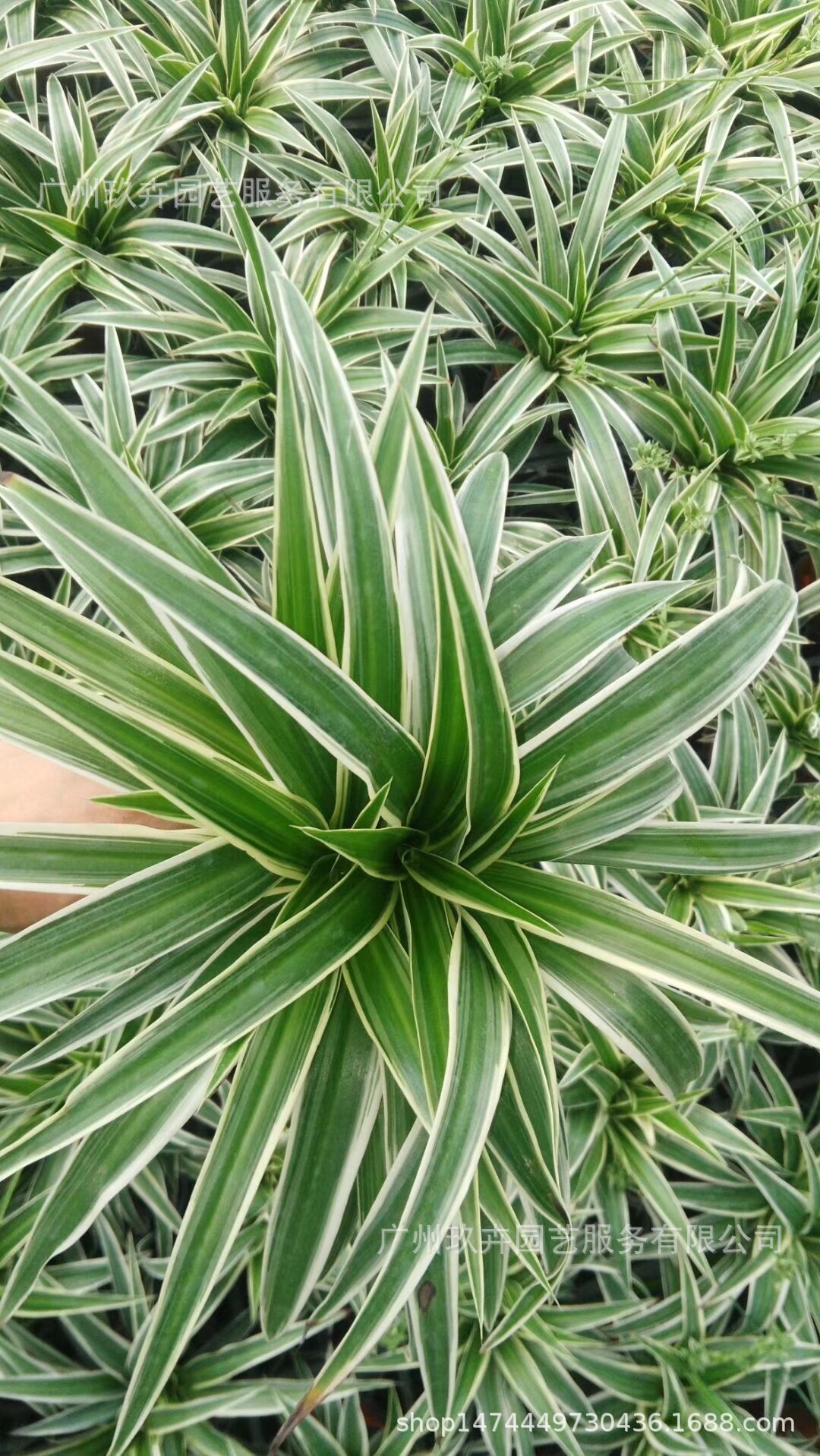 水培金边吊兰观叶植物观叶小盆栽水培植物