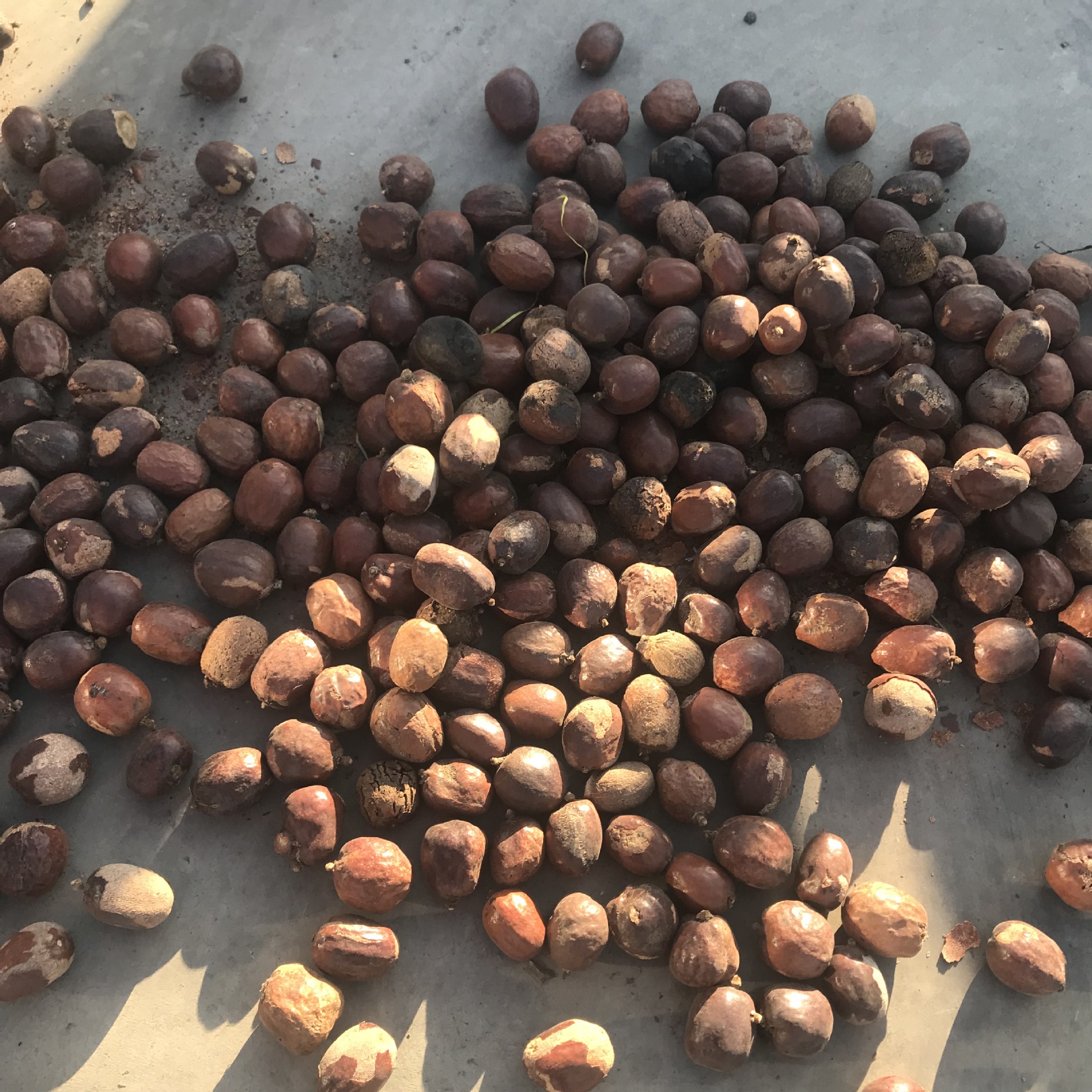 金灯菩提原籽 释迦菩提原料 红皮佛心果菩提 空心菩提老果论斤批