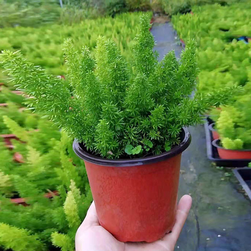 基地直供室内外观赏阳台绿植趣味造型盆景120狐尾天门冬