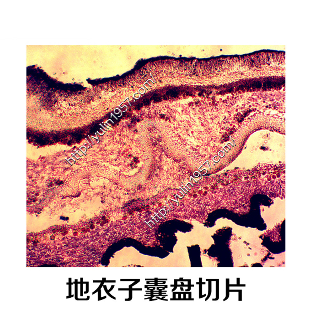生物显微镜切片标本 地衣子囊盘切片 教学仪器 植物切片